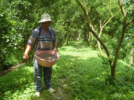 Bon phan cho cay(1)